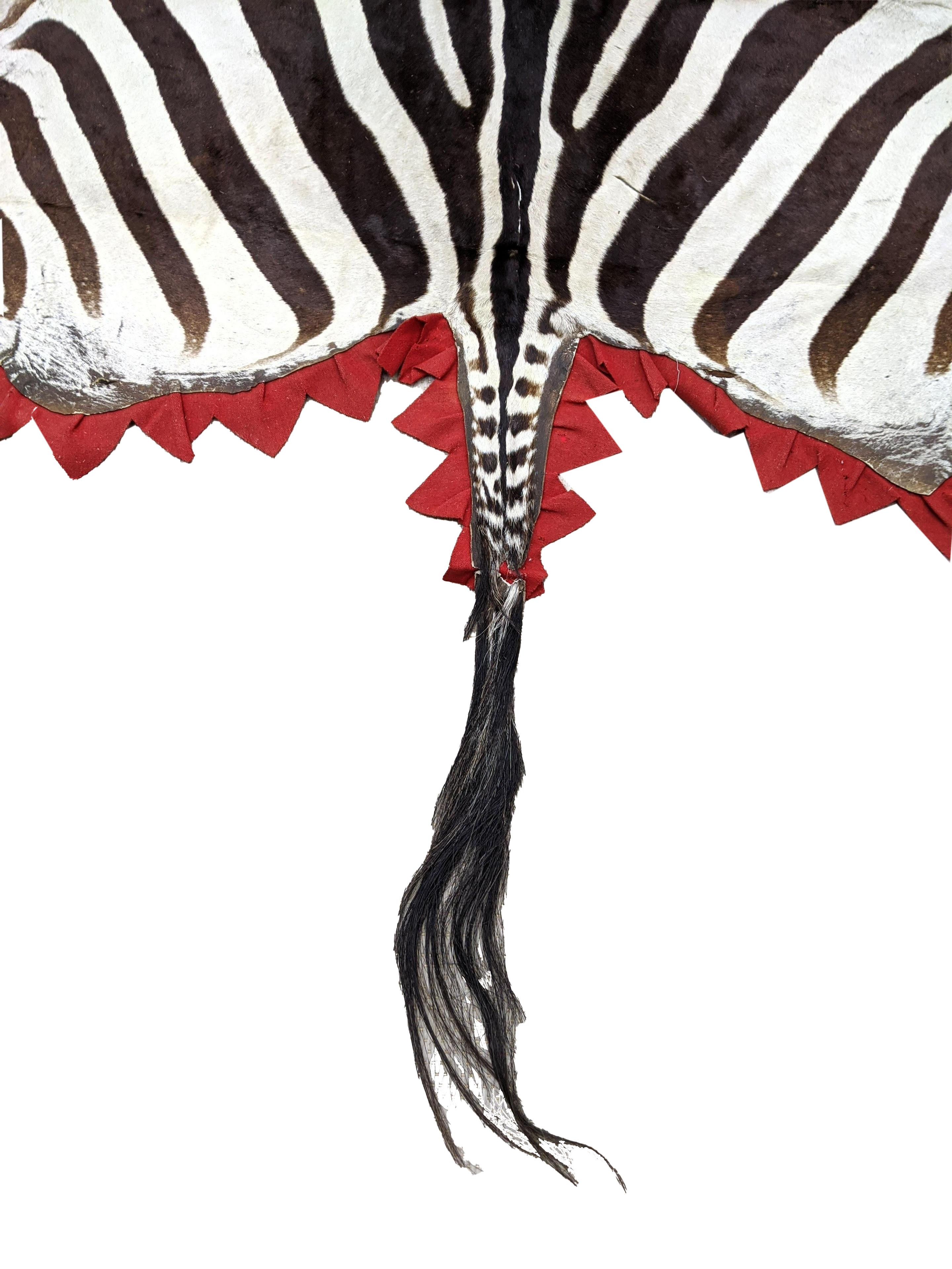 African Vintage Midcentury Zebra Hide with Red Trim