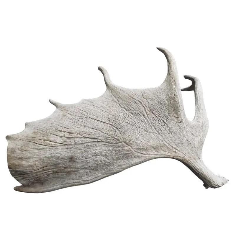 Single Large Scale moose antler. large in size and has great weight from this large antler. The antler has minor cracks to few areas of high stress. 

Measurements are approximate for this listing.