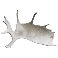 Vintage Moose Antler