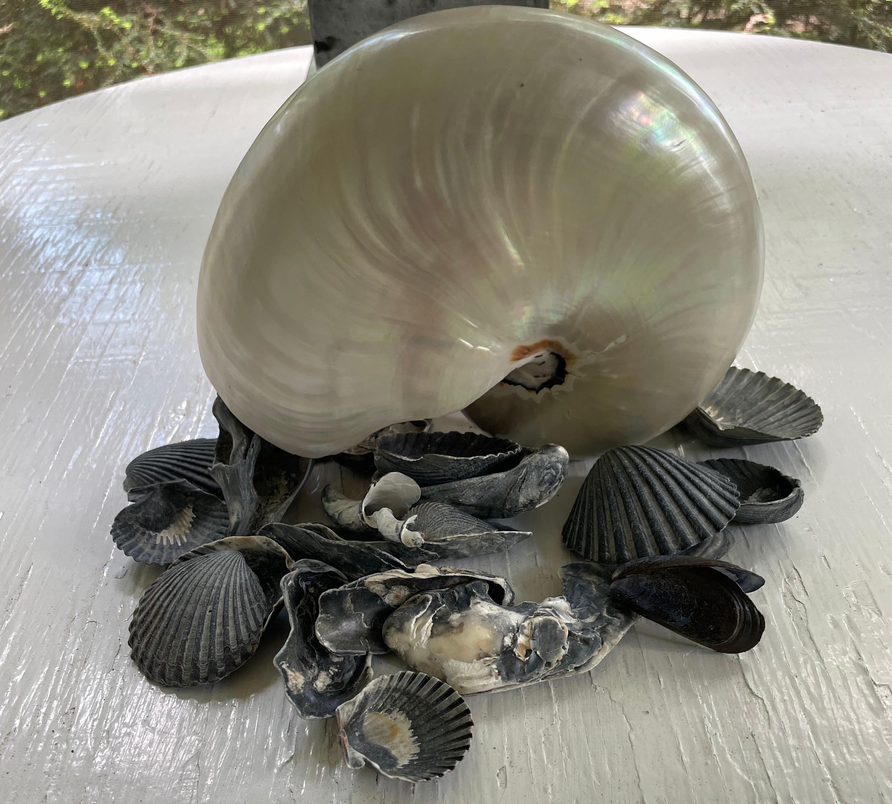 Vintage mother of pearl nautilus shell. Beautiful large scale natural nautilus shell, perfect for beach house décor and nautical table scapes. Asia, Mid-20th Century.
Dimensions: 7.5