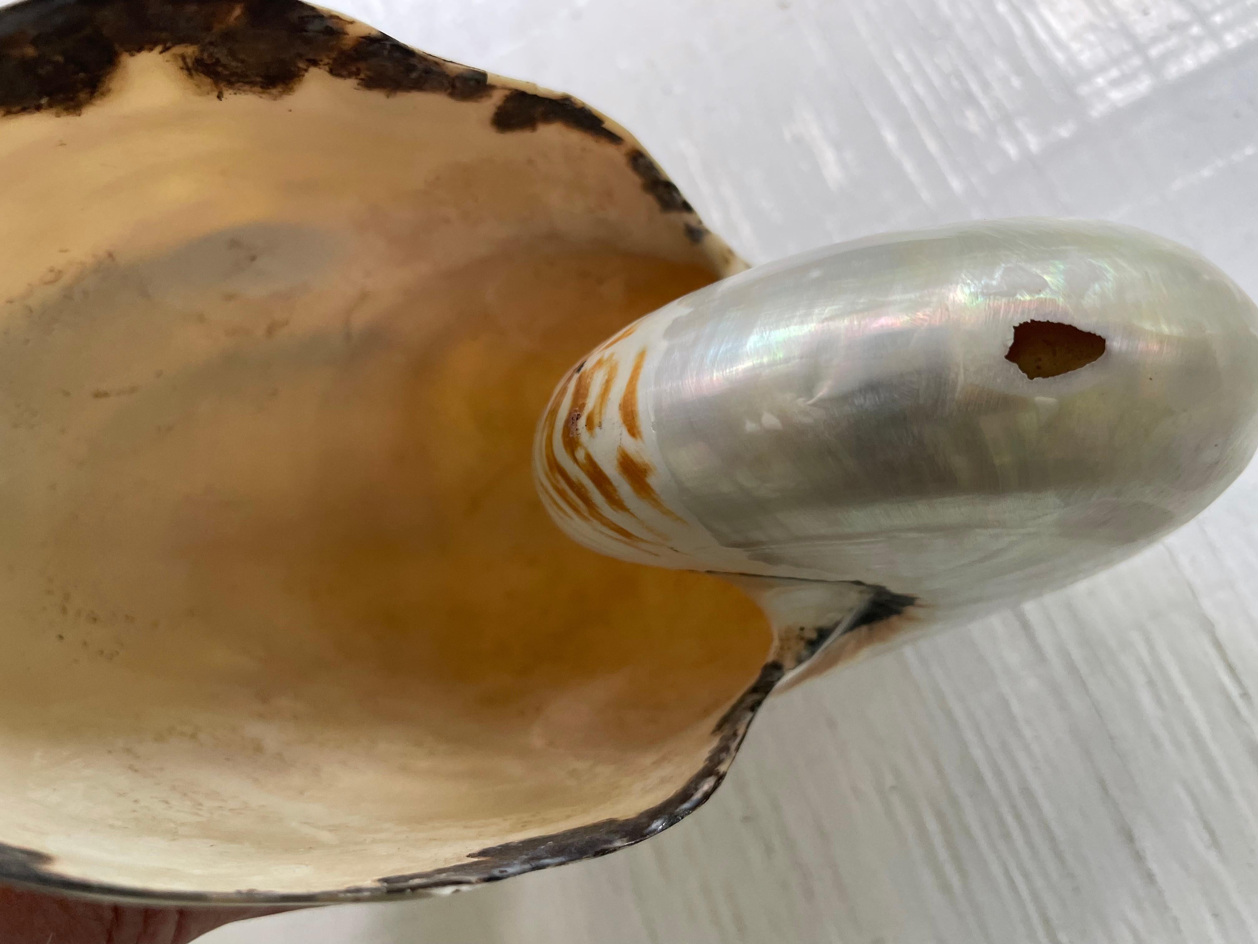 Nautilus-Muschel aus Perlmutt (Asiatisch) im Angebot