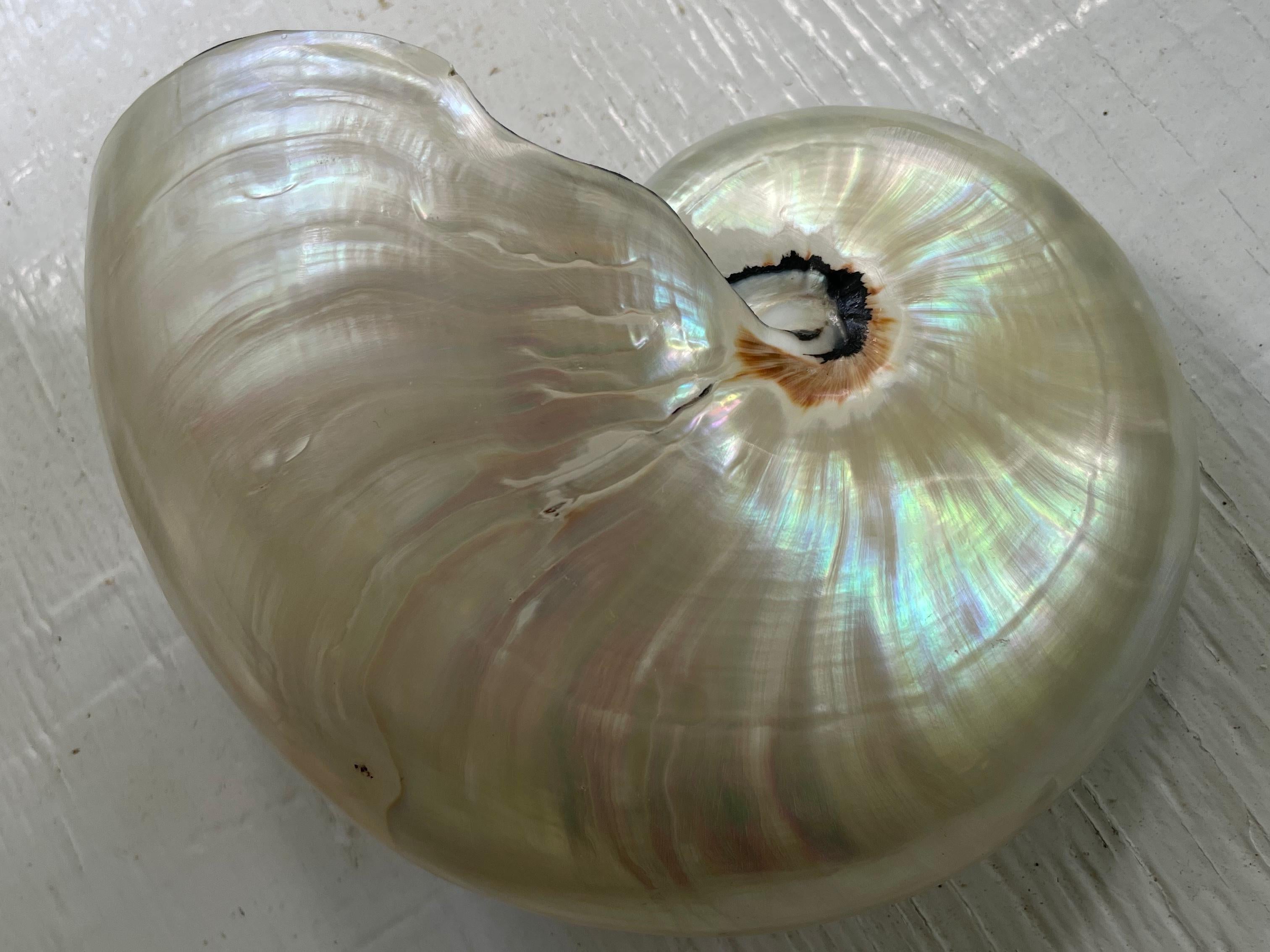 Vintage Mother of Pearl Nautilus Shell In Good Condition For Sale In New York, NY