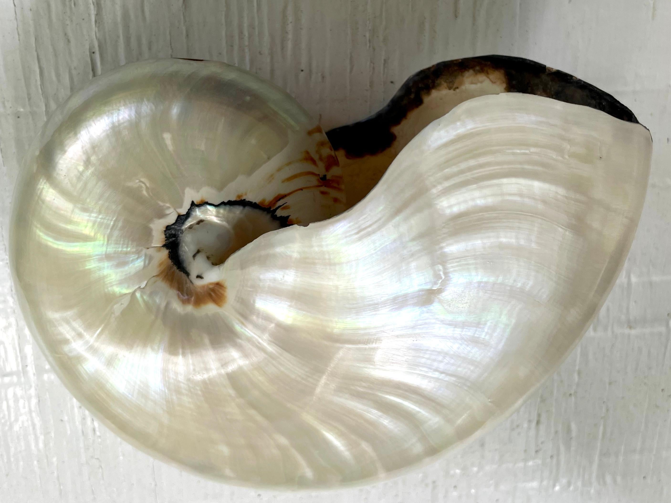 20th Century Vintage Mother of Pearl Nautilus Shell For Sale