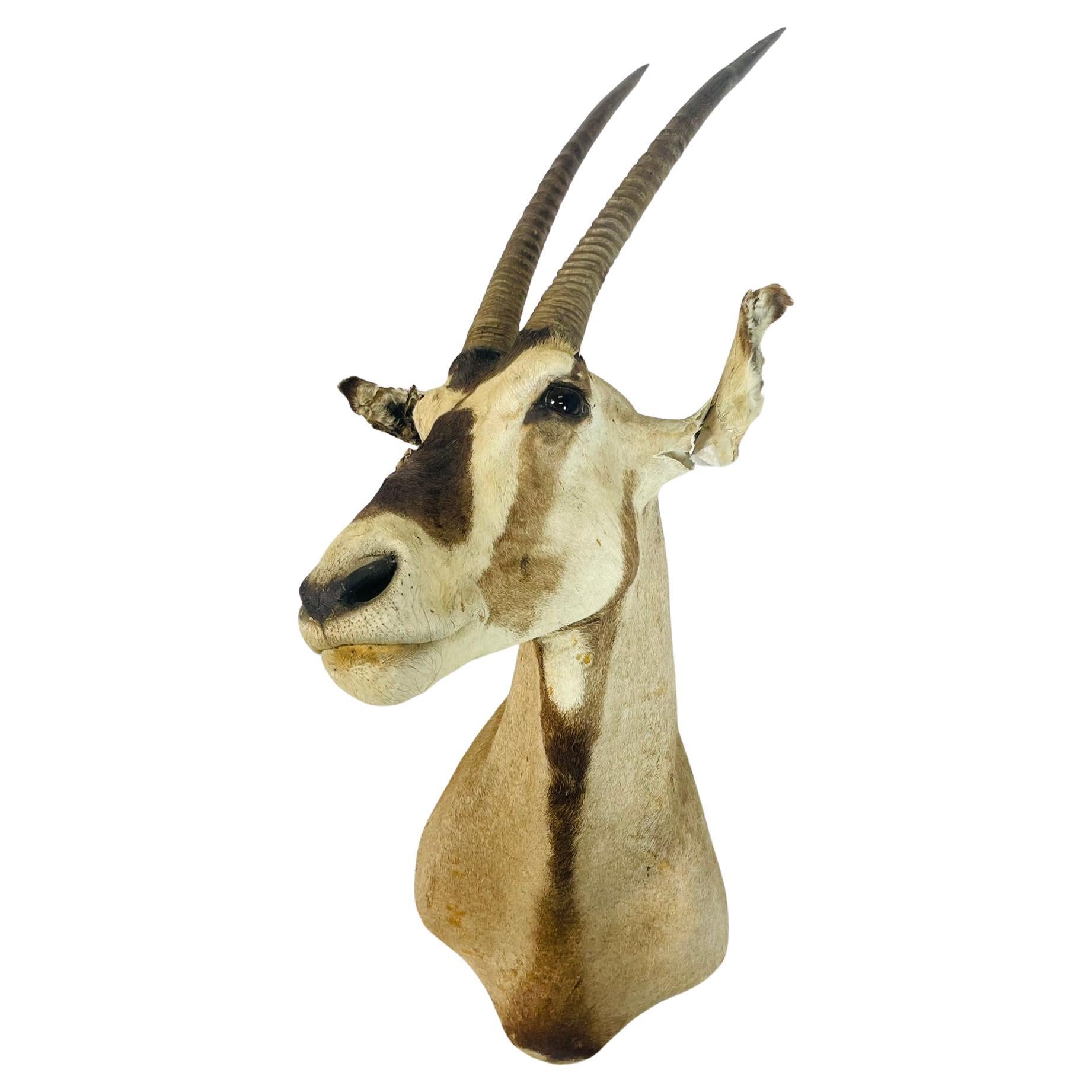 Antilope d
epoca montata a parete con lunghe corna, reperto immobiliare