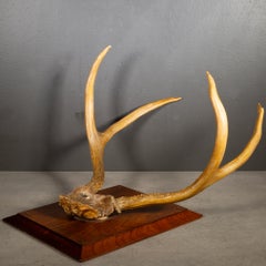 Vintage Mounted Deer Antlers on Beveled Wooden Plaque