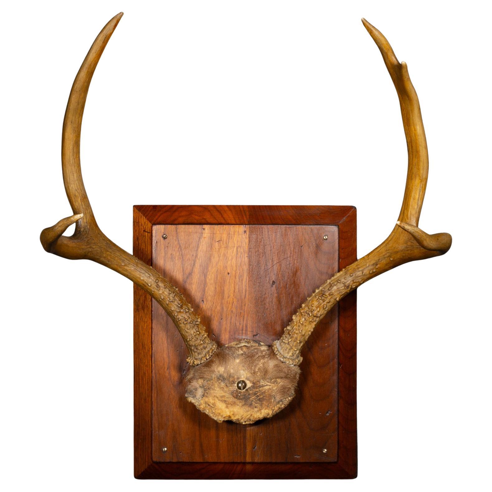 Vintage Mounted Deer Antlers on Beveled Wooden Plaque