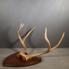 Vintage Mounted Deer Antlers on Wooden Plaque c.1940-1970