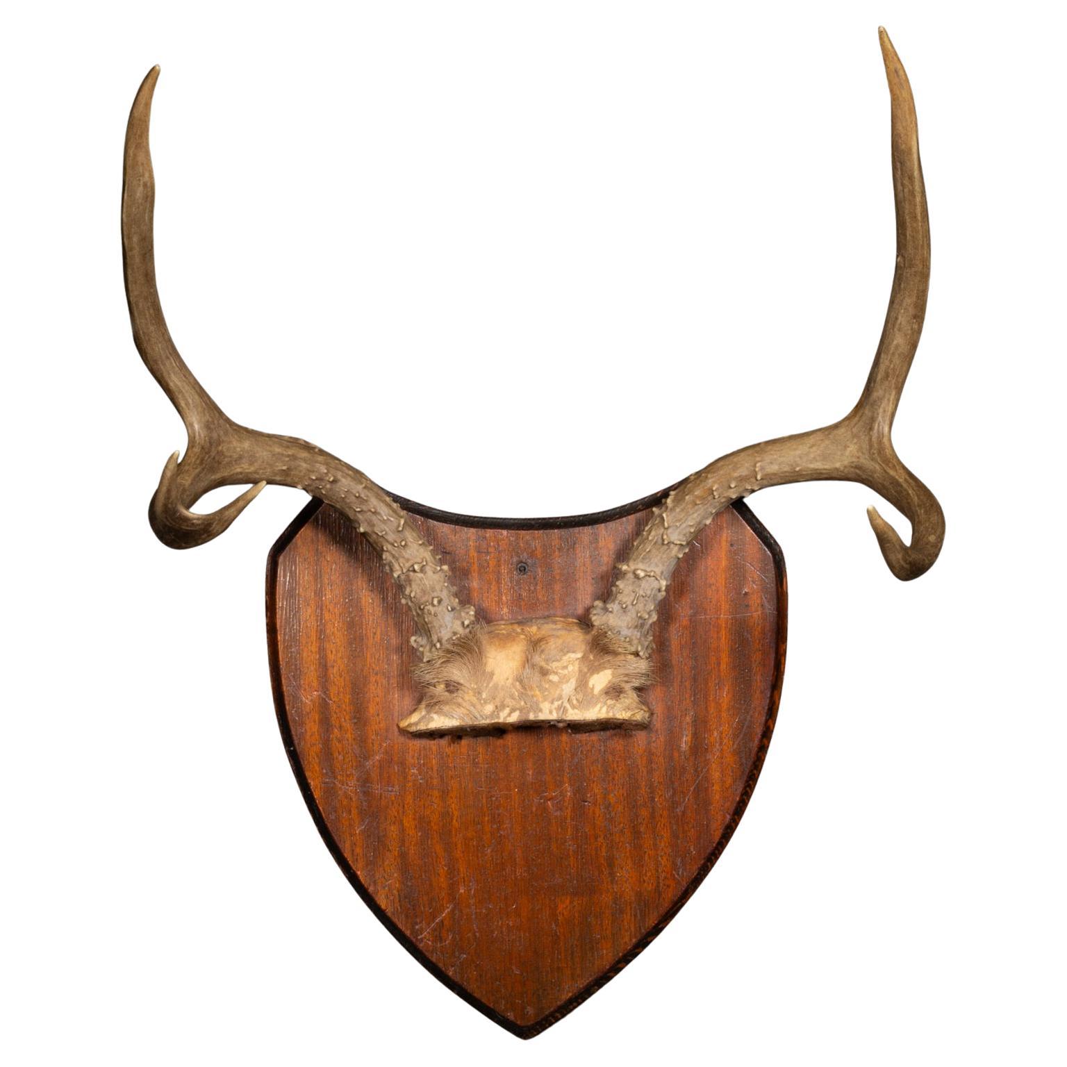 Vintage Mounted Deer Antlers on Wooden Plaque c.1940-1970