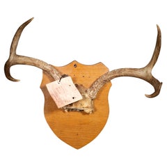 Vintage Mounted Deer Antlers with Original Tag