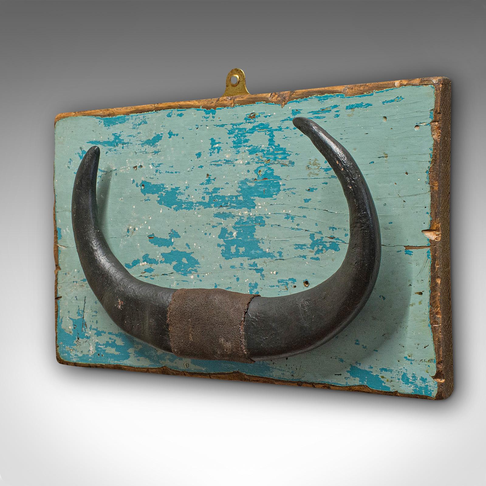 Hand-Painted Vintage Mounted Horn, Continental, Water Buffalo Display, Mid-20th Century For Sale