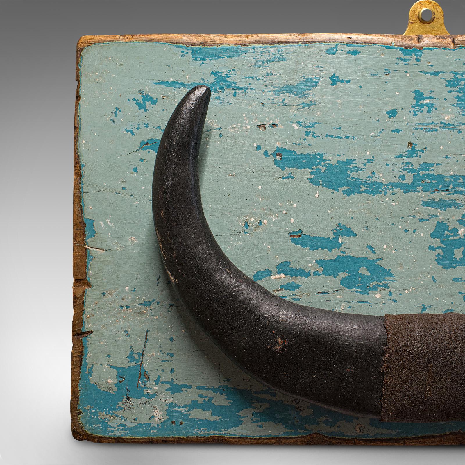 Vintage Mounted Horn, Continental, Water Buffalo Display, Mid-20th Century In Good Condition For Sale In Hele, Devon, GB