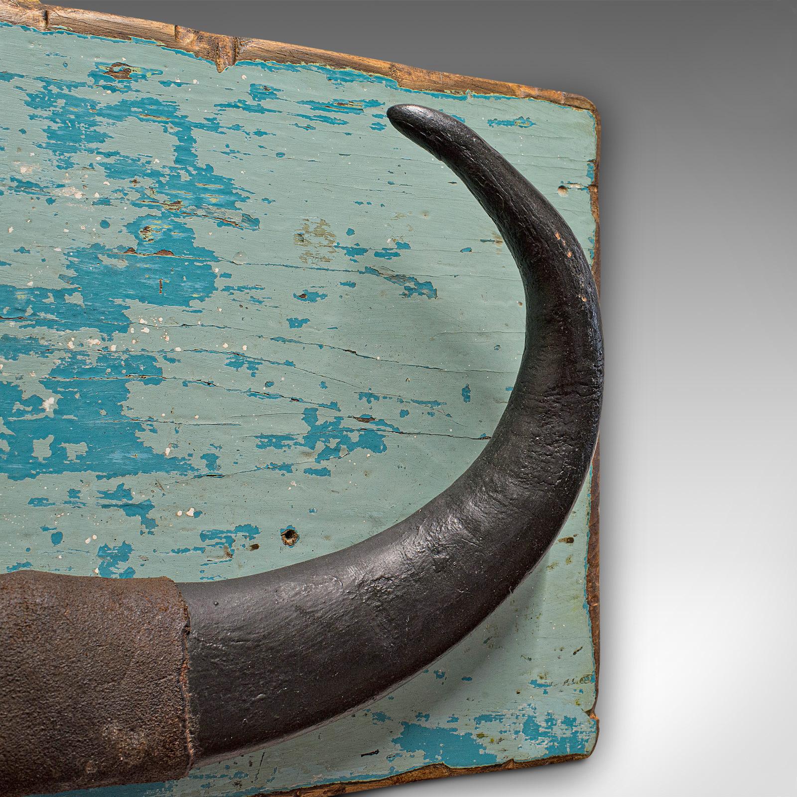 Vintage Mounted Horn, Continental, Water Buffalo Display, Mid-20th Century For Sale 1