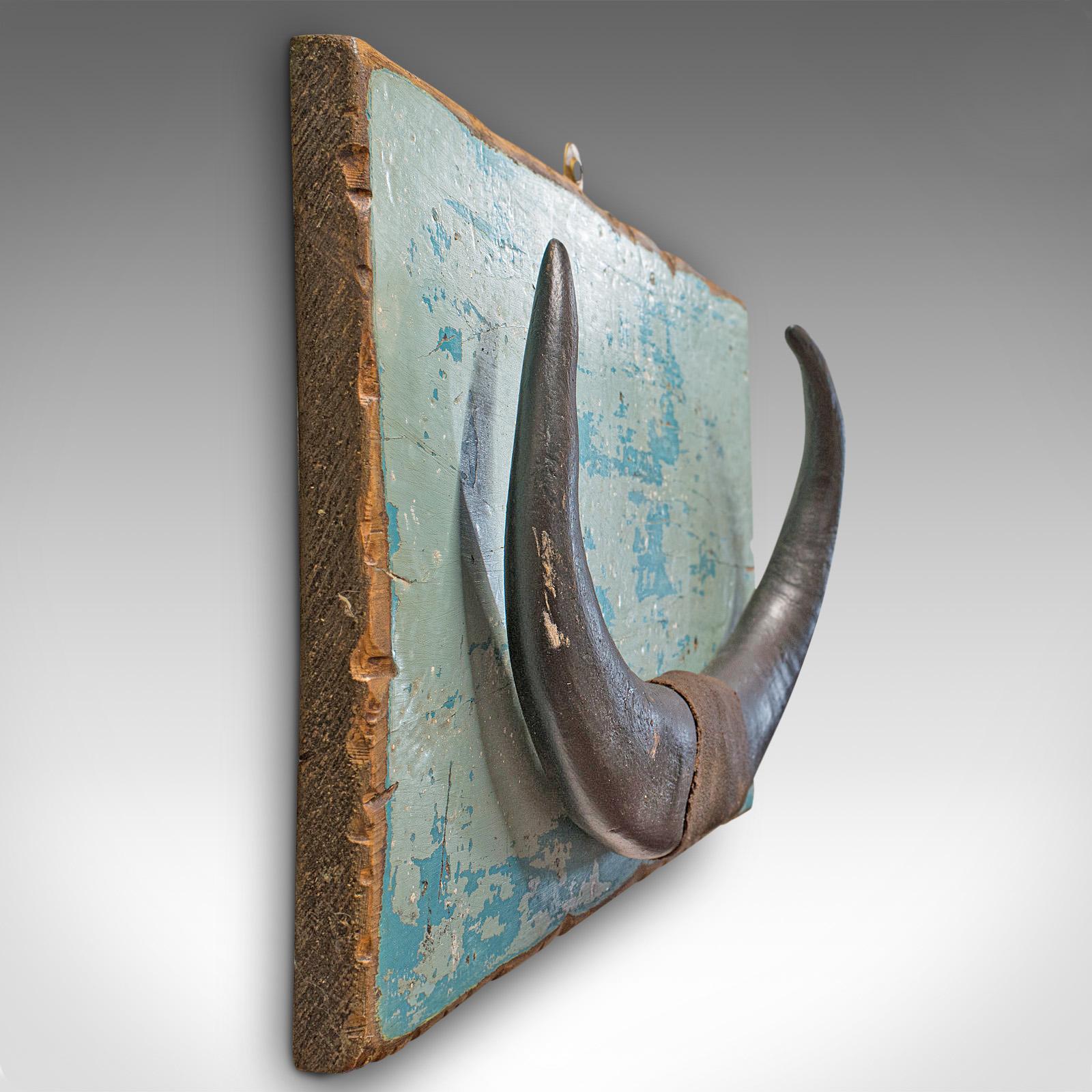Vintage Mounted Horn, Continental, Water Buffalo Display, Mid-20th Century For Sale 2