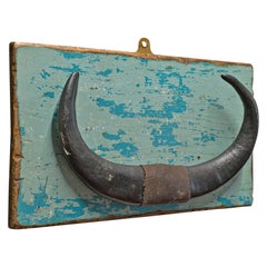 Antique Mounted Horn, Continental, Water Buffalo Display, Mid-20th Century