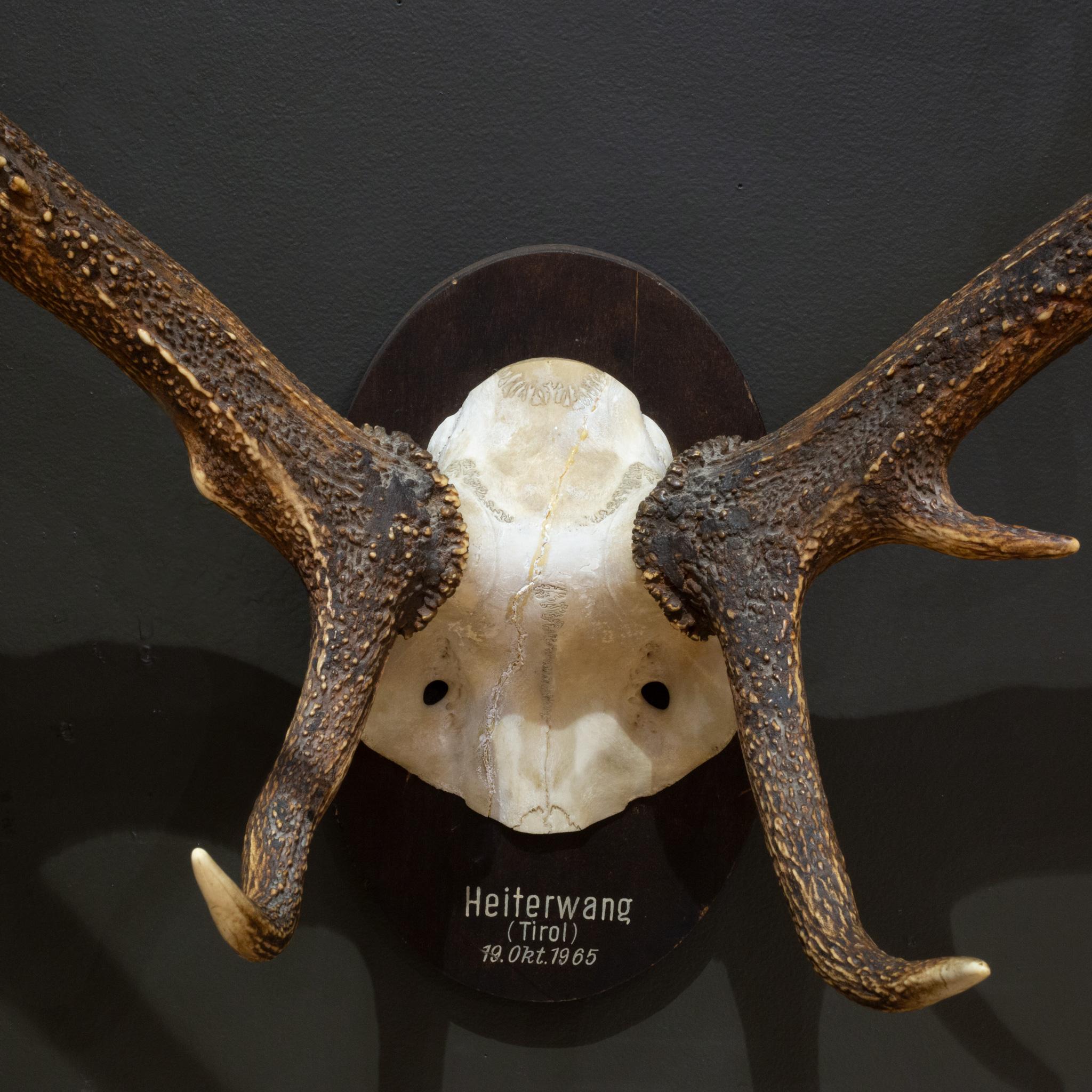 deer with red antlers