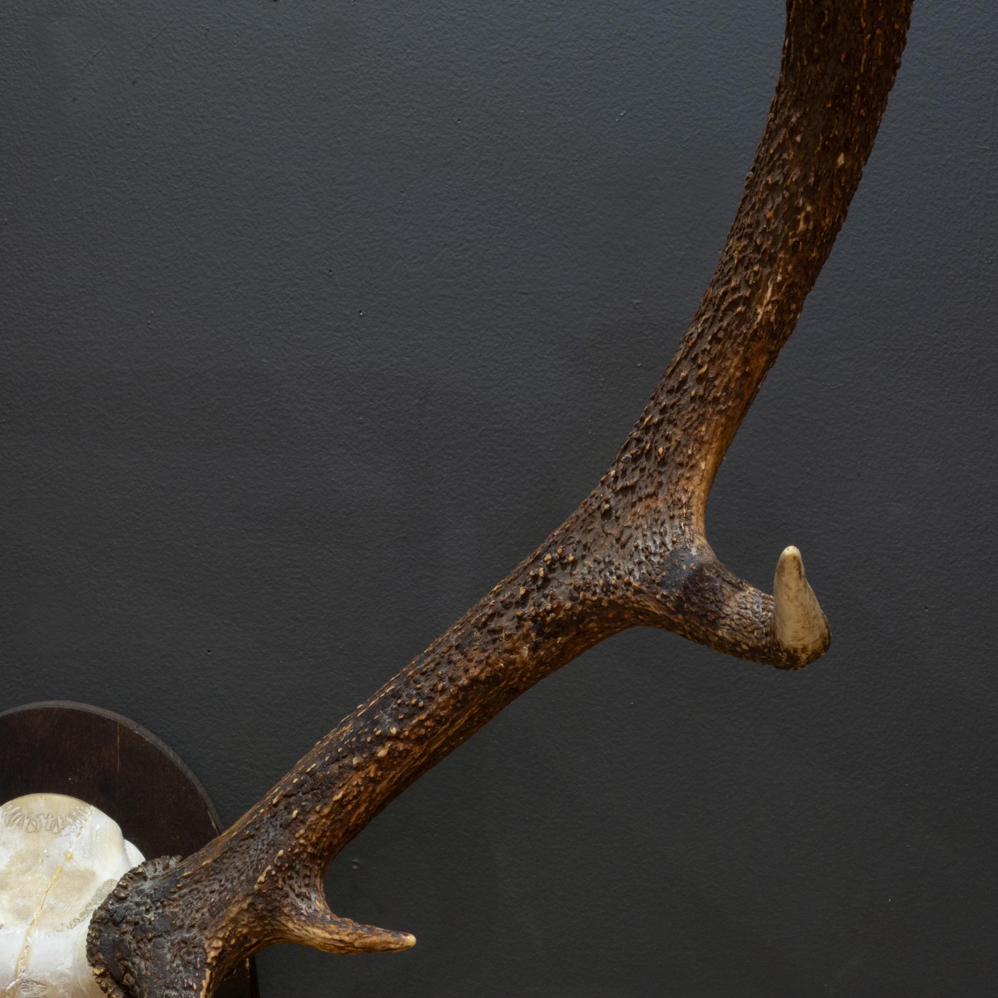 Austrian Vintage Mounted Red Deer Antlers, Austria c.1965 For Sale