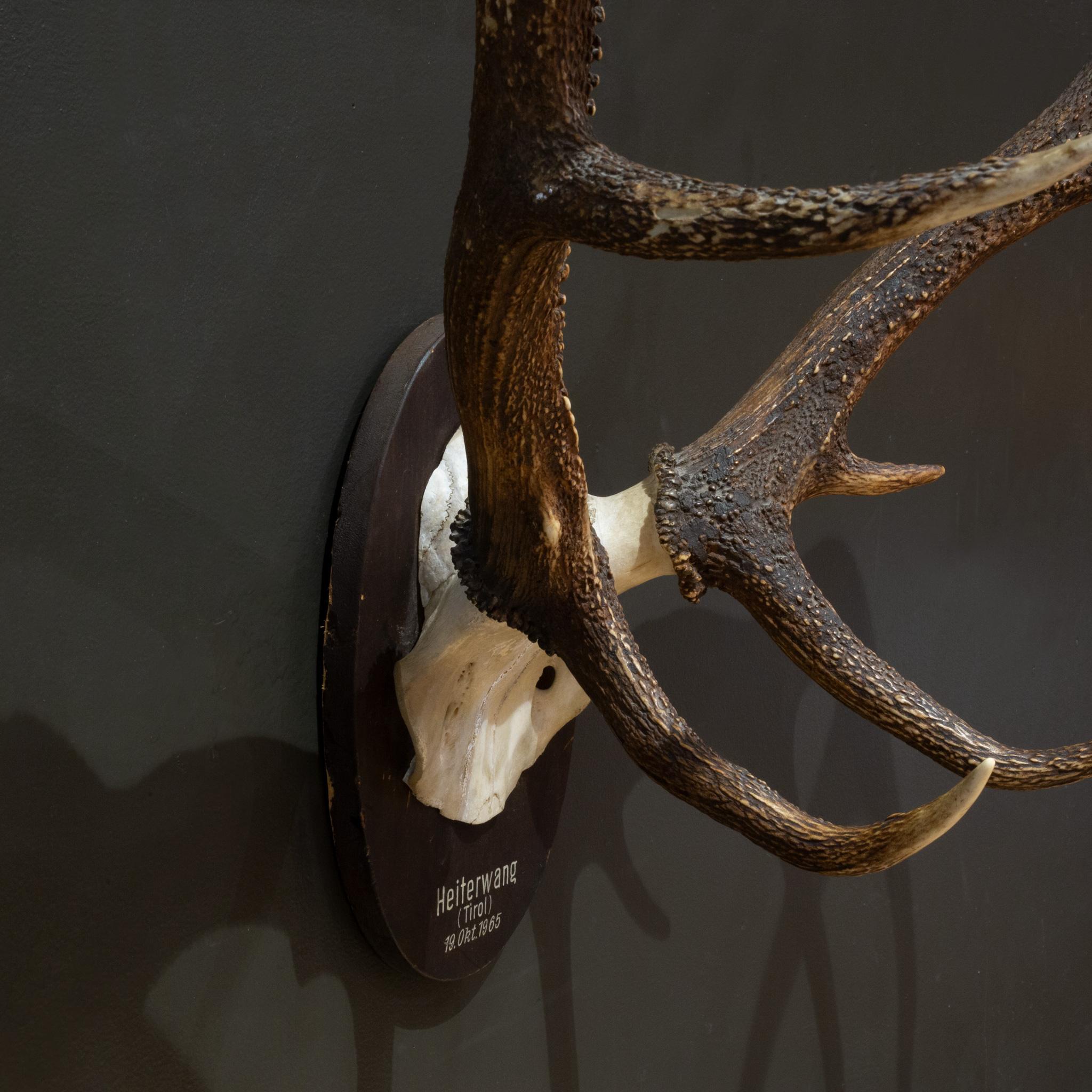 Vintage Mounted Red Deer Antlers, Austria c.1965 In Good Condition For Sale In San Francisco, CA