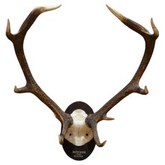 Vintage Mounted Red Deer Antlers, Austria c.1965