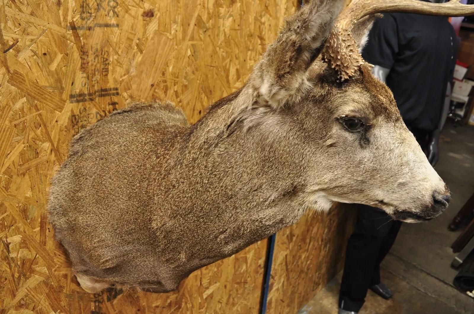 Vintage Mule Deer Buck Shoulder Mount Antler Rack Rustic Cabin Wall Decor For Sale 5