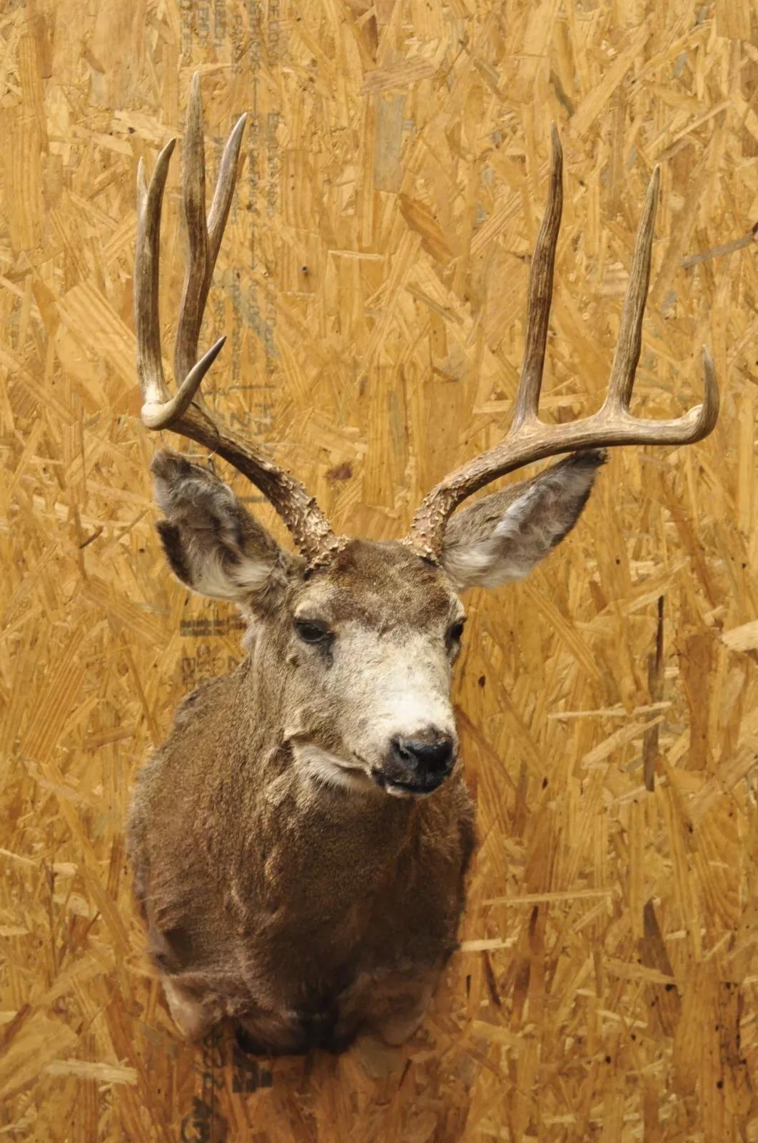 Vintage Mule Deer Buck Shoulder Mount Antler Rack Rustic Cabin Wall Decor For Sale 6