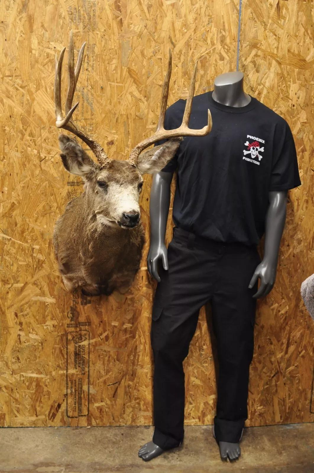 Vintage Mule Deer Buck Large Shoulder Mount Antlers Rustic Cabin Wall Decor. Circa Late 20th Century. Measurements (Overall): 46