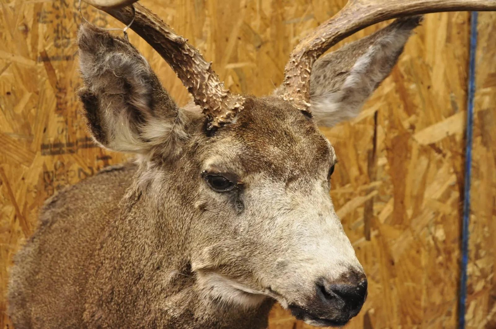 Vintage Mule Deer Buck Shoulder Mount Antler Rack Rustic Cabin Wall Decor In Good Condition For Sale In Philadelphia, PA