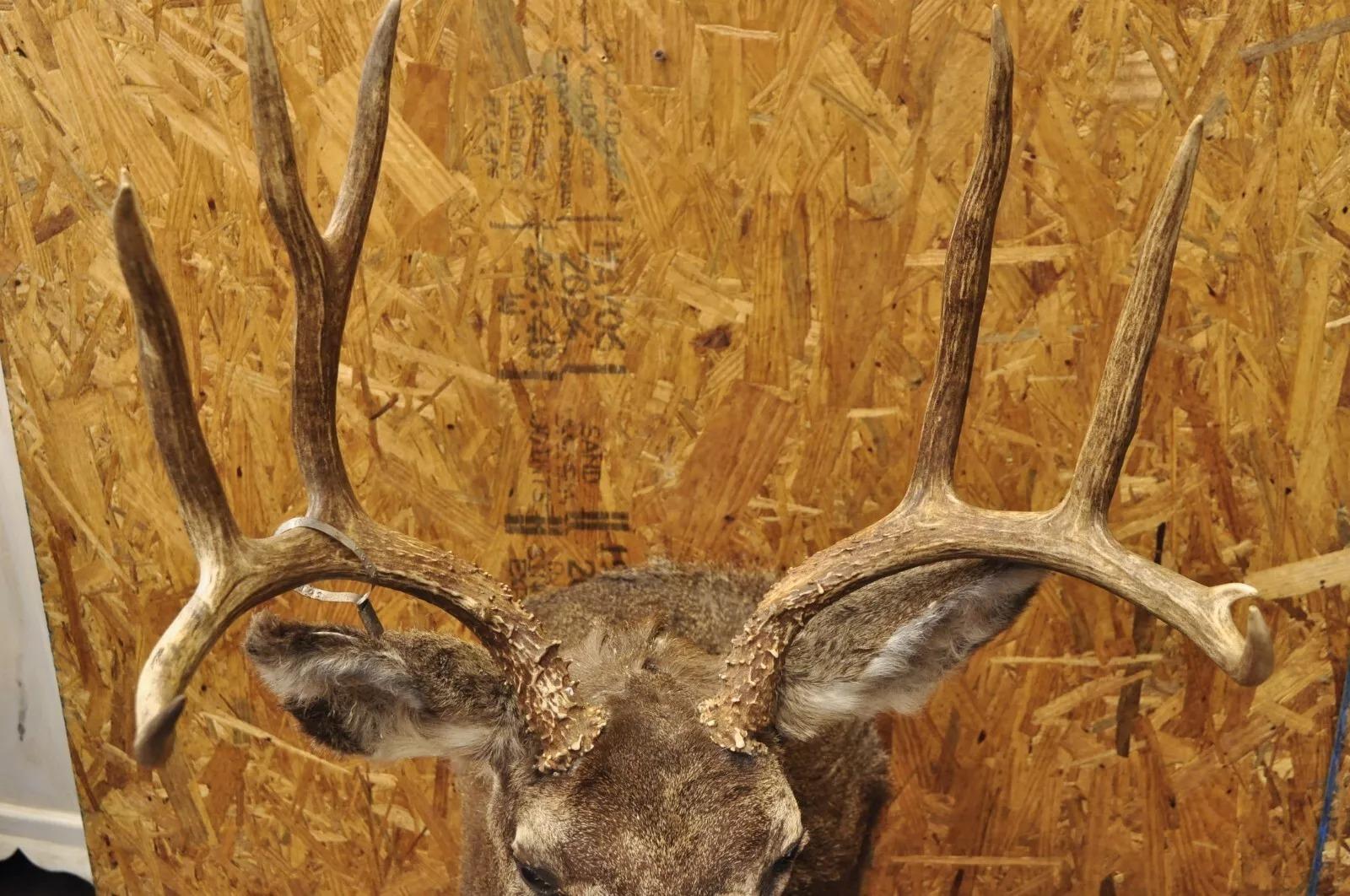 20th Century Vintage Mule Deer Buck Shoulder Mount Antler Rack Rustic Cabin Wall Decor For Sale