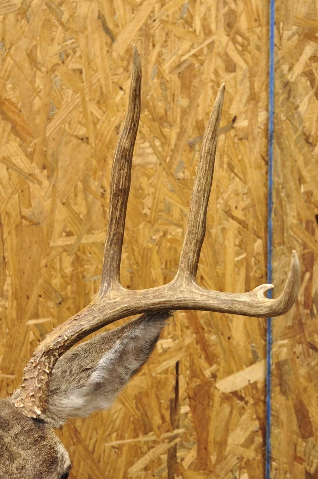 Horn Vintage Mule Deer Buck Shoulder Mount Antler Rack Rustic Cabin Wall Decor For Sale