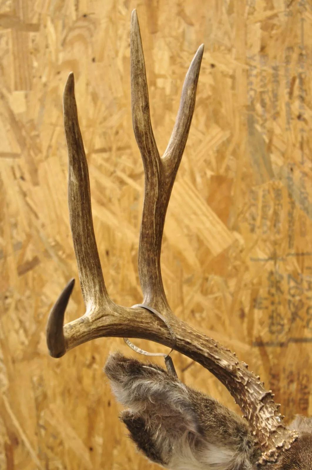 Vintage Mule Deer Buck Shoulder Mount Antler Rack Rustic Cabin Wall Decor For Sale 1
