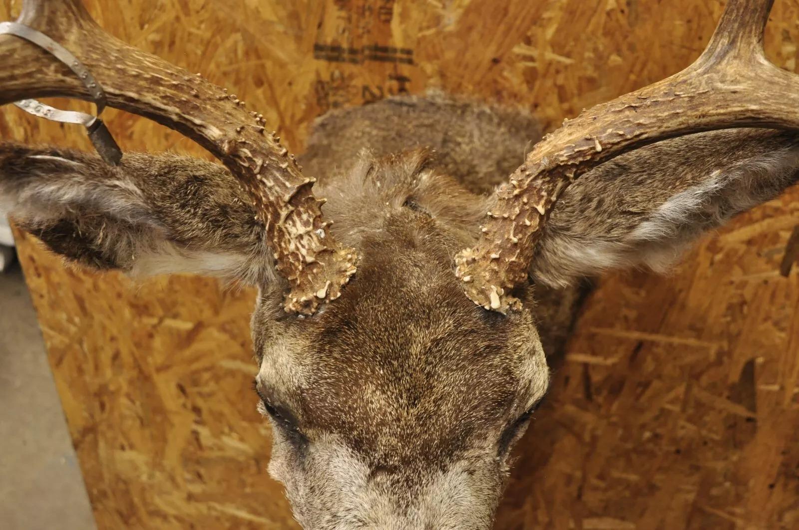 Vintage Mule Deer Buck Shoulder Mount Antler Rack Rustic Cabin Wall Decor For Sale 2