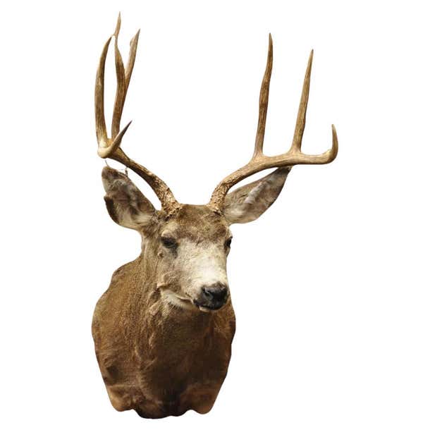 Vintage Mule Deer Buck Shoulder Mount Antler Rack Rustic Cabin Wall ...