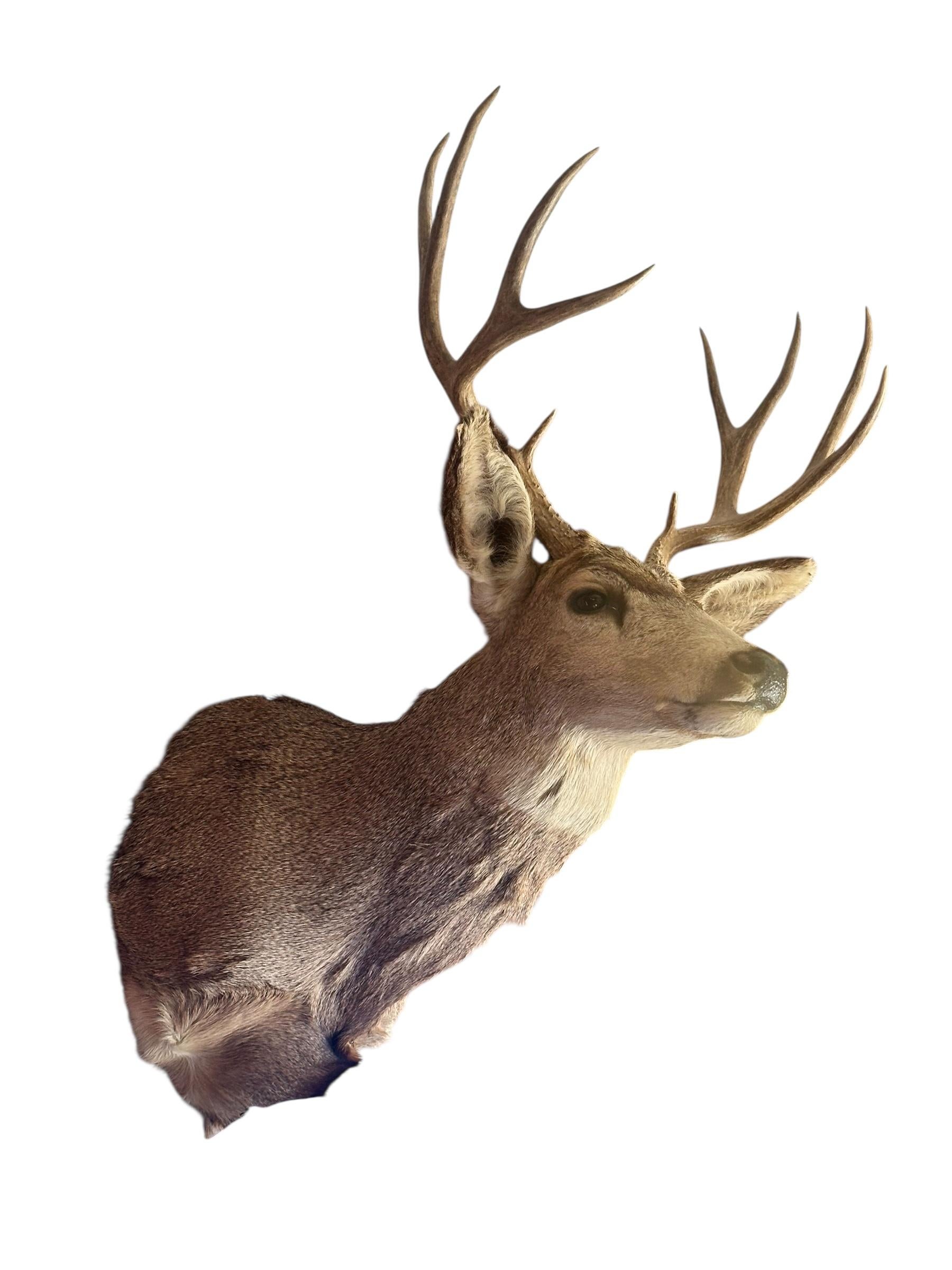 Taxidermie vintage de cerf mulet sur l'épaule

Accentuez votre espace avec un animal de jeu fixé au mur. Habillez votre lodge, votre espace commercial ou votre maison avec ce cerf unique et bien conservé.

Circa Mid 20th Century

Dimensions
H 41