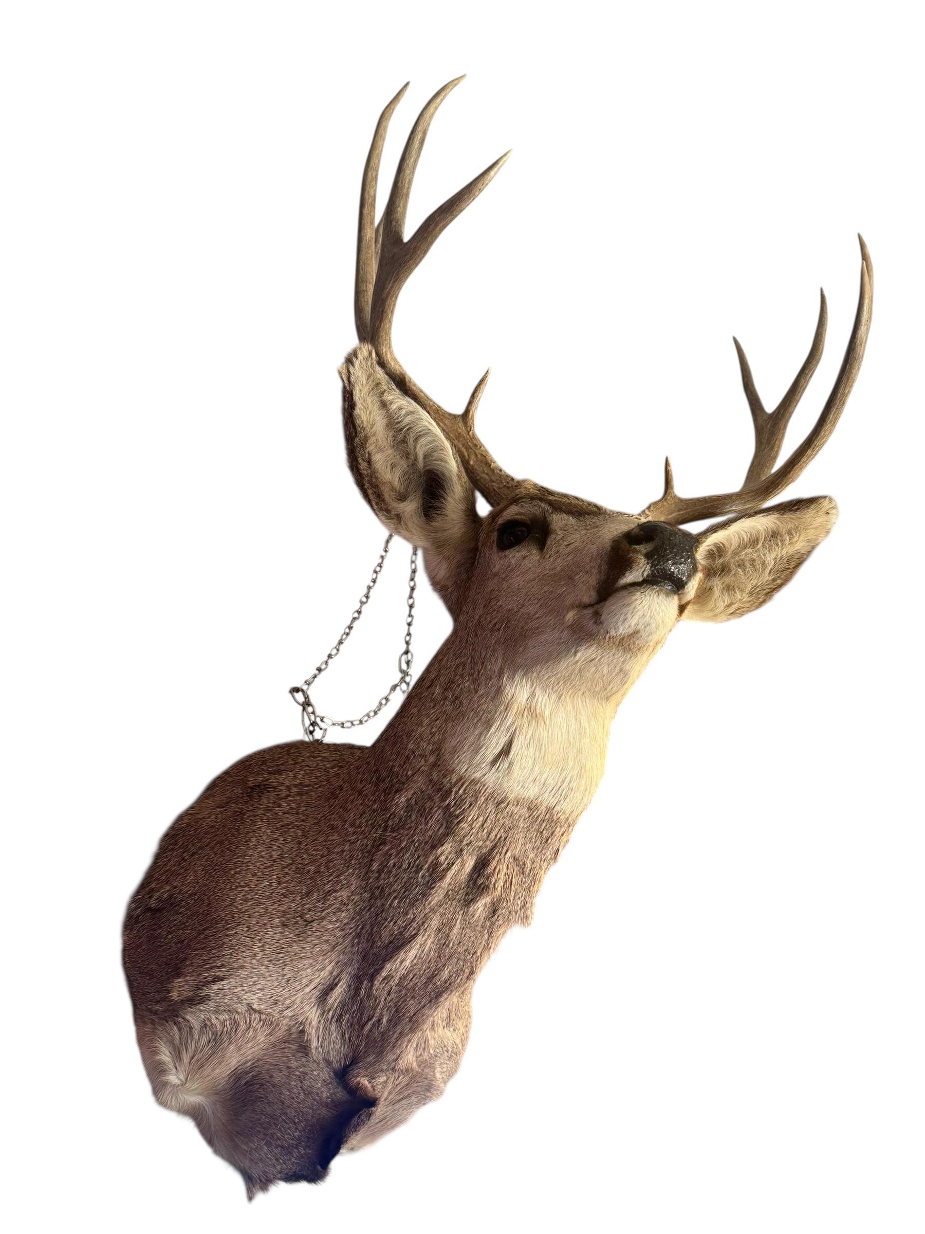 Rustique Taxidermie vintage de cerf mulet sur l'épaule en vente