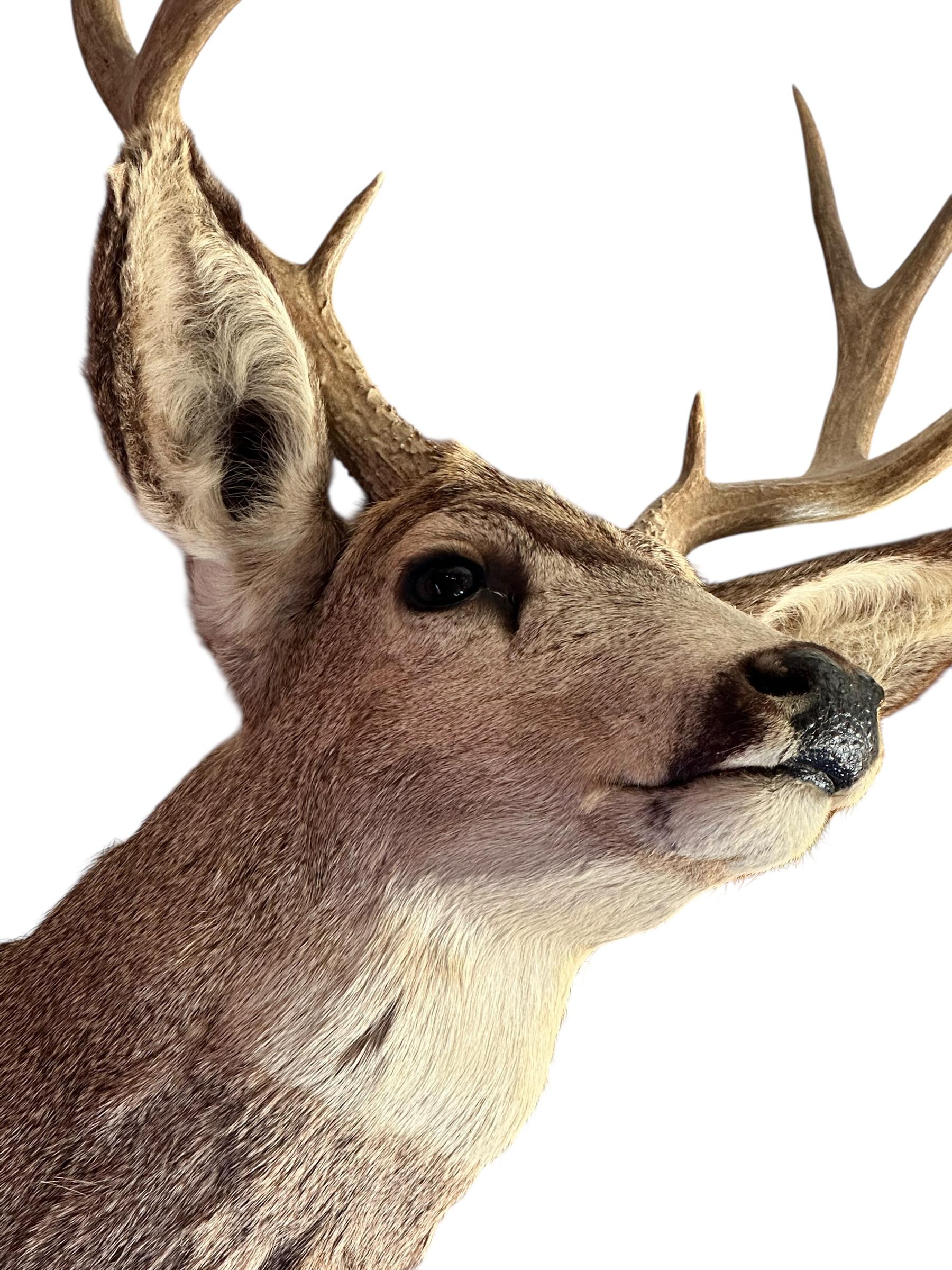 Américain Taxidermie vintage de cerf mulet sur l'épaule en vente