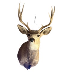 Vintage Mule Deer Taxidermy Shoulder Mount