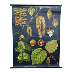 Vintage Mural Jung Koch Quentell Wall Chart Hazelnut Bush Corylus Avellana