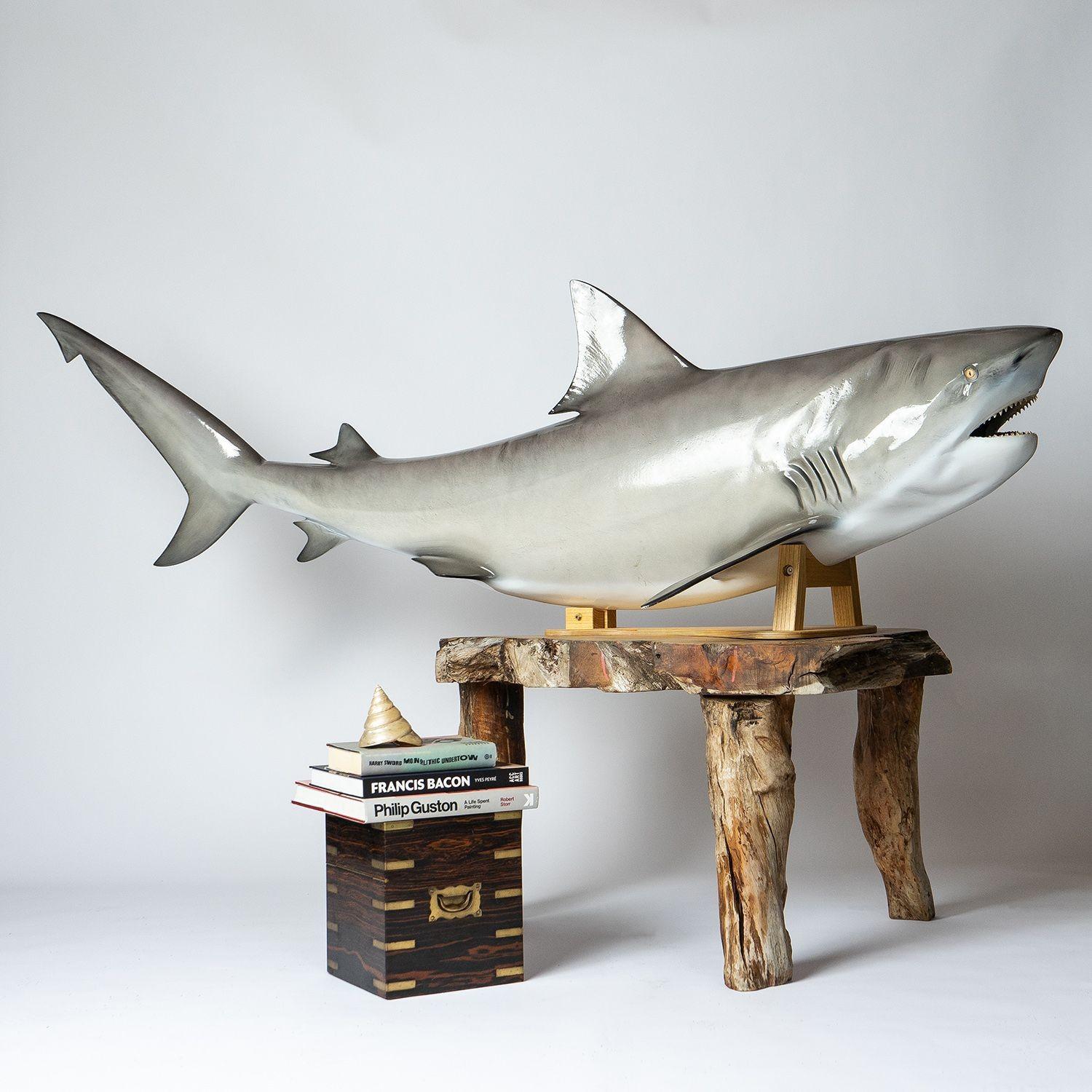 Vintage Museum-Quality Life-Size Model of a Bull Shark 2