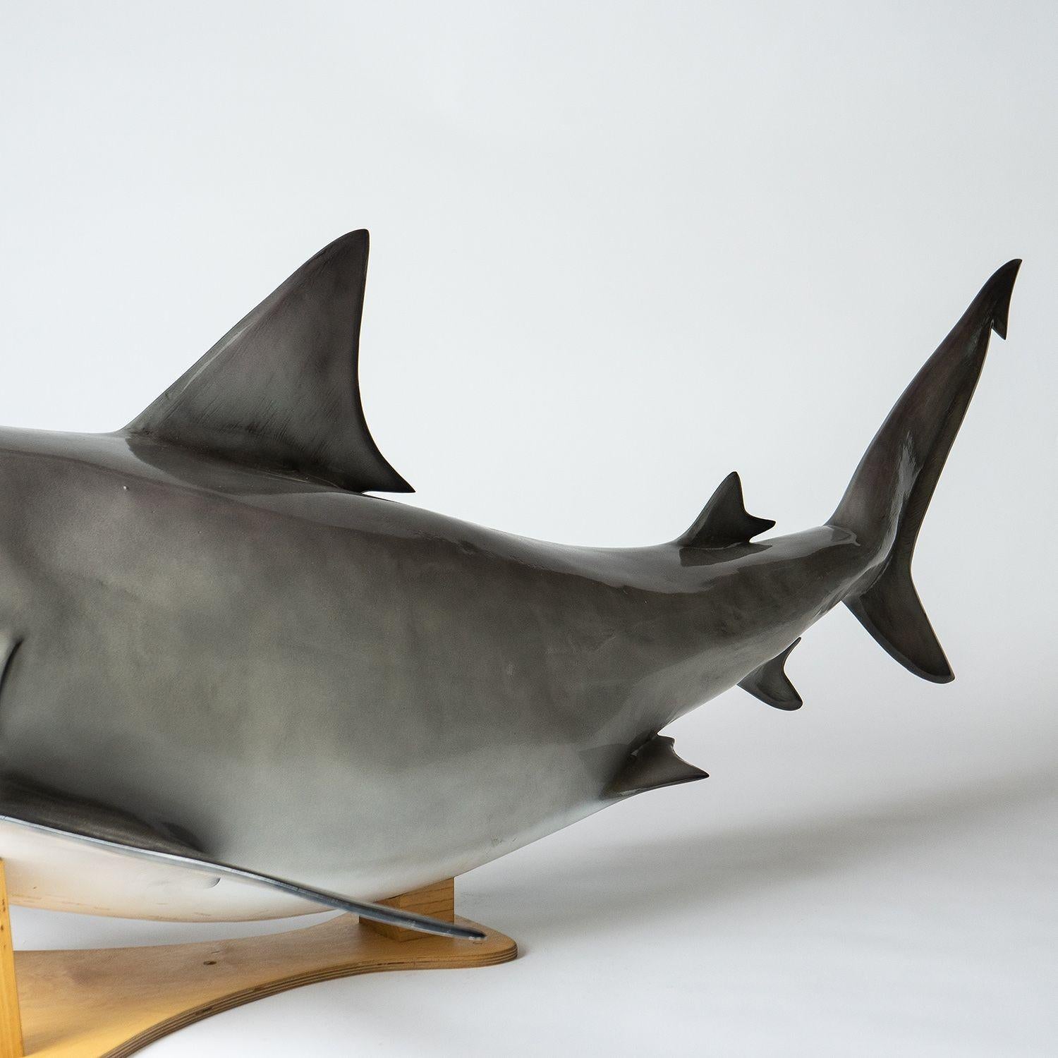 Vintage Museum-Quality Life-Size Model of a Bull Shark 3