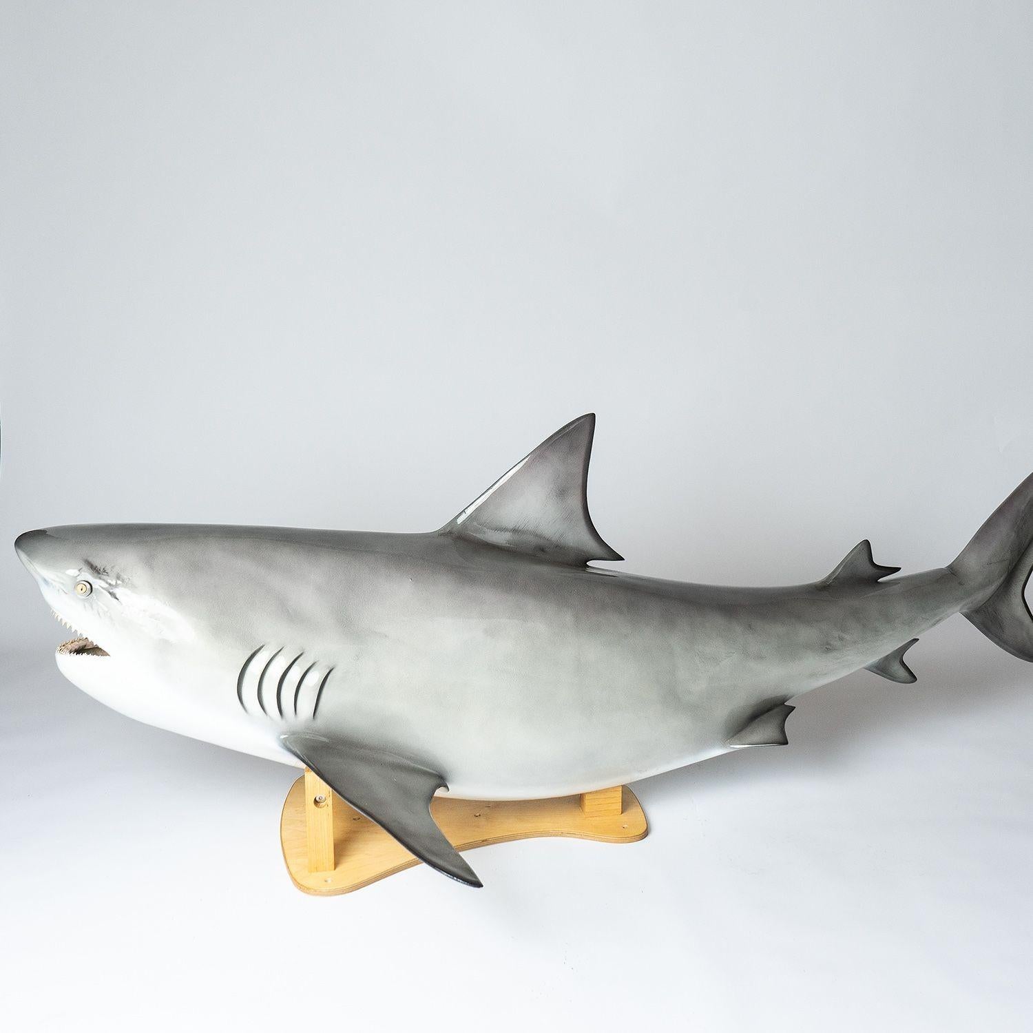 Vintage Museum-Quality Life-Size Model of a Bull Shark 4