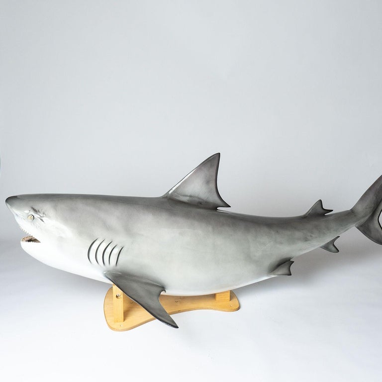 Vintage Museum-Quality Life-Size Model of a Bull Shark at 1stDibs