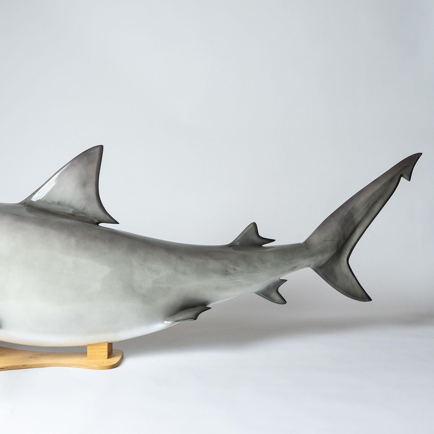 Vintage Museum-Quality Life-Size Model of a Bull Shark 5