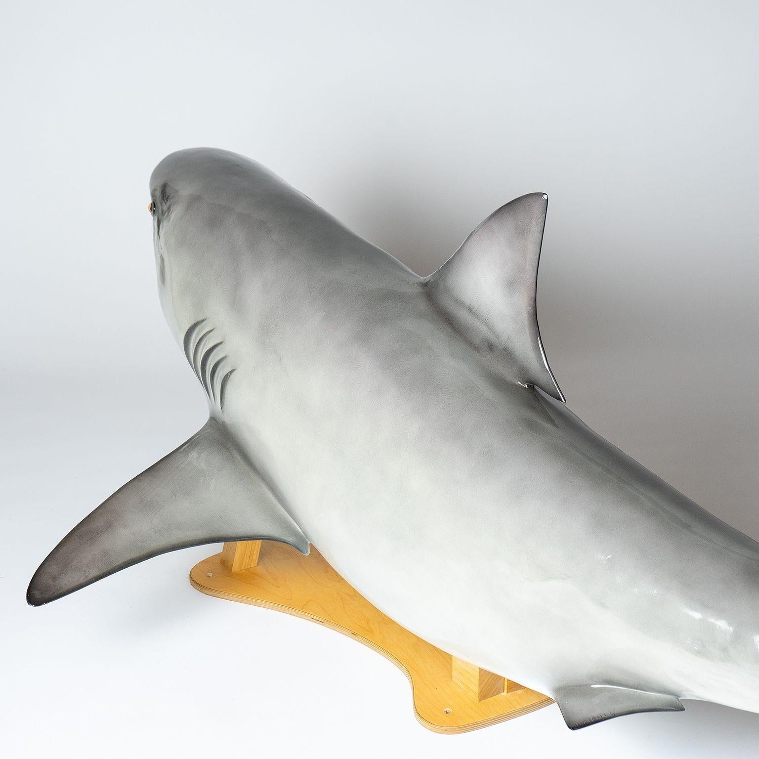 Vintage Museum-Quality Life-Size Model of a Bull Shark 6