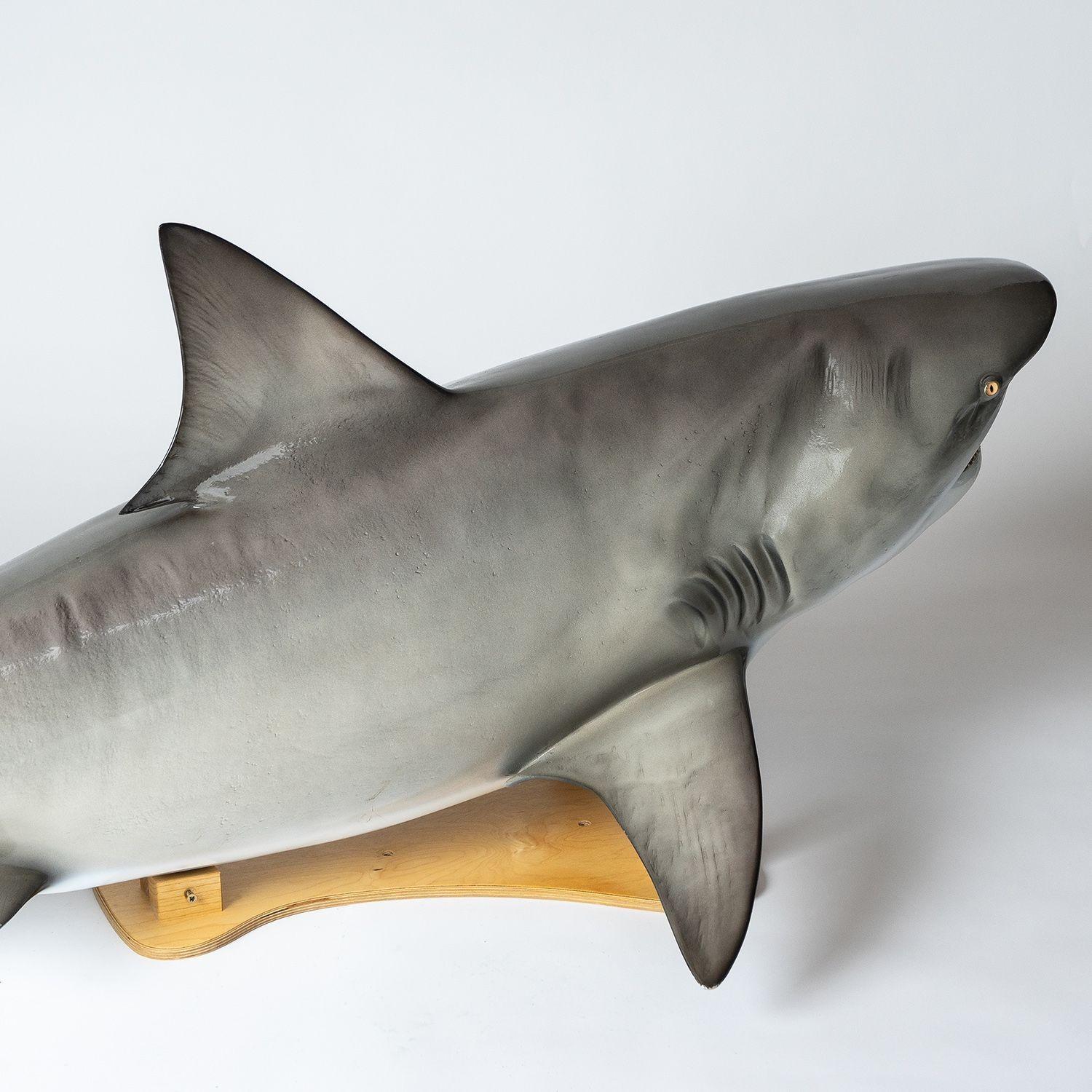 Vintage Museum-Quality Life-Size Model of a Bull Shark 8