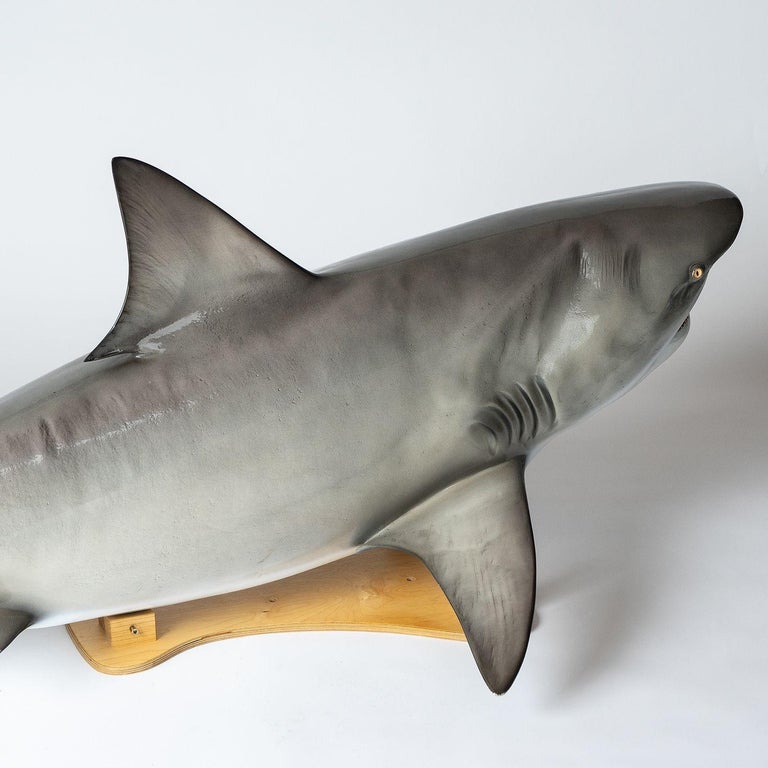 Vintage Museum-Quality Life-Size Model of a Bull Shark at 1stDibs