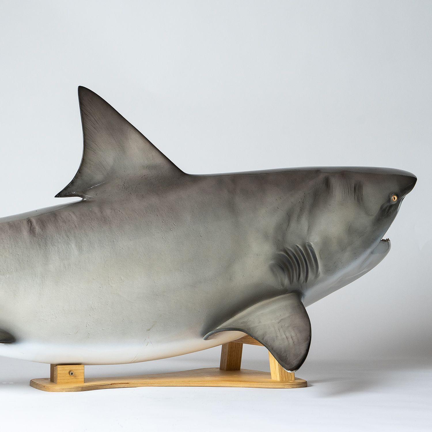 Vintage Museum-Quality Life-Size Model of a Bull Shark 9