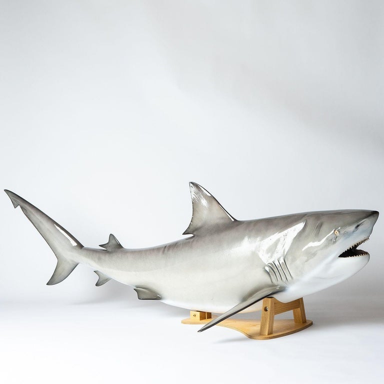 Vintage Museum-Quality Life-Size Model of a Bull Shark at 1stDibs