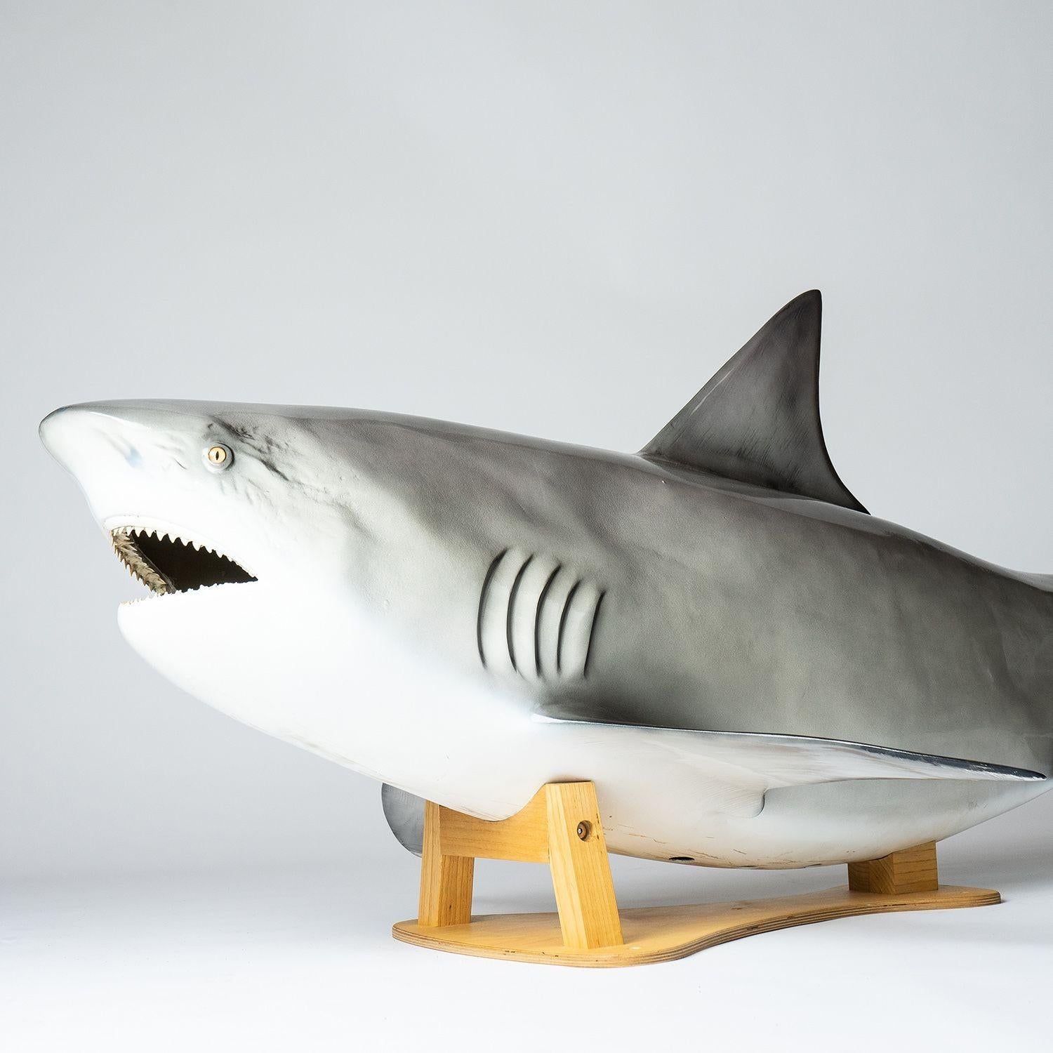 Contemporary Vintage Museum-Quality Life-Size Model of a Bull Shark