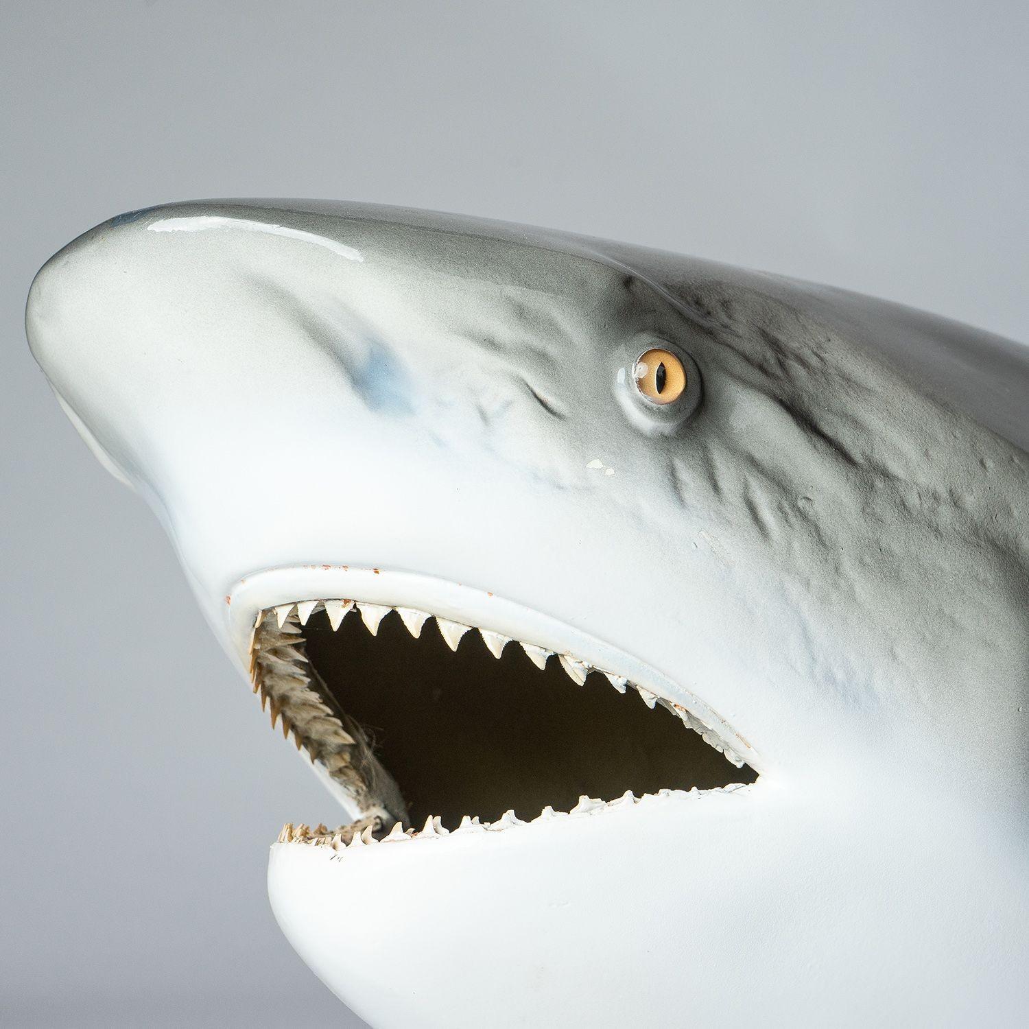 Fiberglass Vintage Museum-Quality Life-Size Model of a Bull Shark