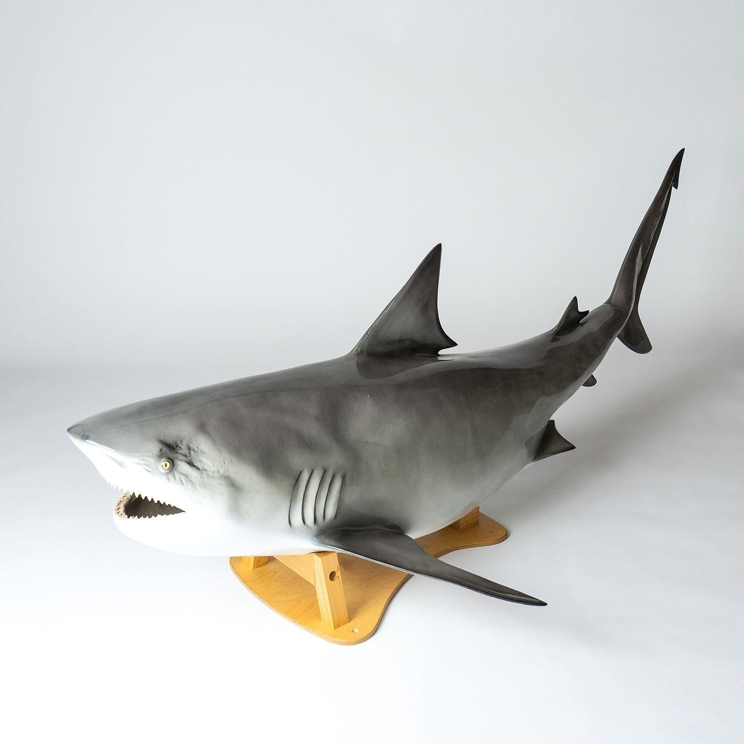 Vintage Museum-Quality Life-Size Model of a Bull Shark 1