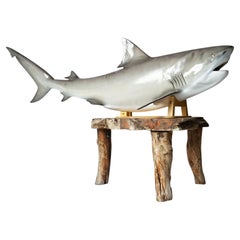 Vintage Museum-Quality Life-Size Model of a Bull Shark